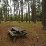 A rustic wooden picnic table under towering pine trees at a shaded campground.