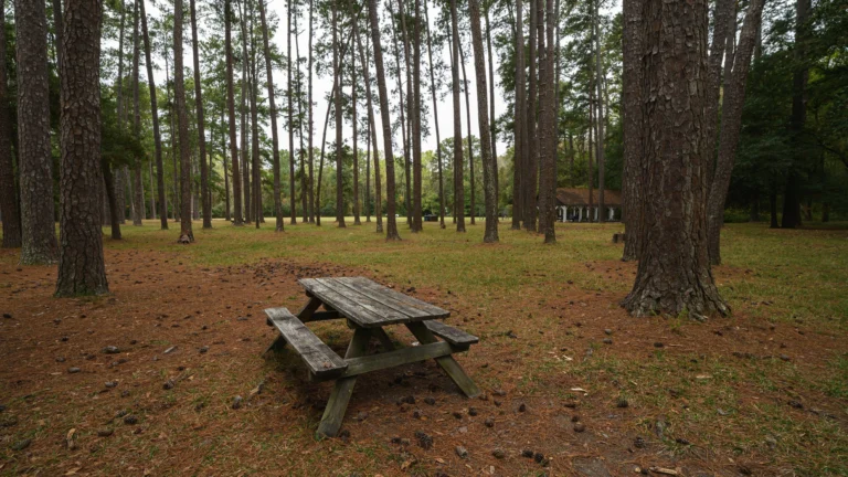 Tent Camping in Custer State Park: What Actually Works