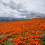 Orange wildflowers covering a desert hillside during a spring bloom.