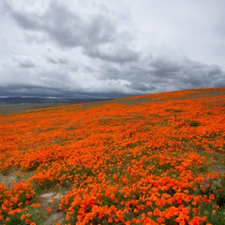 Death Valley Superbloom 2026: When Could the Next One Happen?