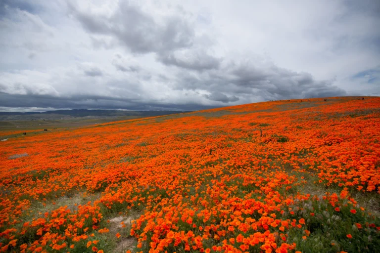 Death Valley Superbloom 2026: When Could the Next One Happen?