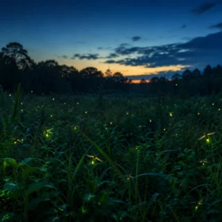 The Science of Fireflies: How Do Fireflies Glow and Why Do They Flash?