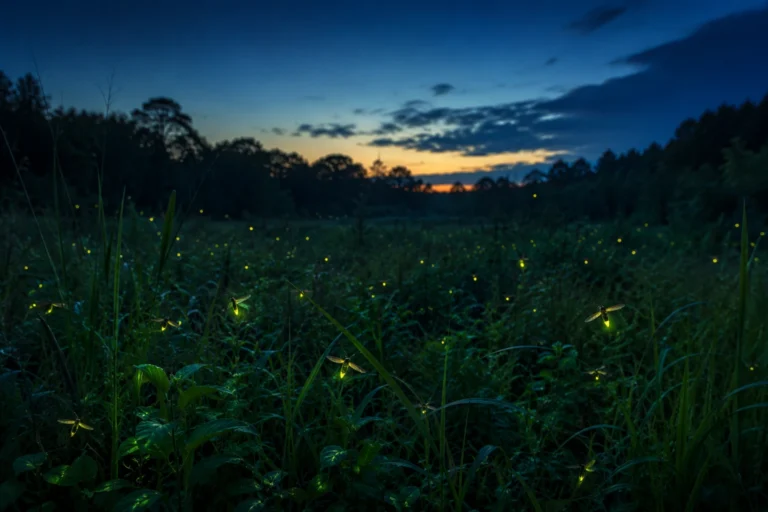 The Science of Fireflies: How Do Fireflies Glow and Why Do They Flash?