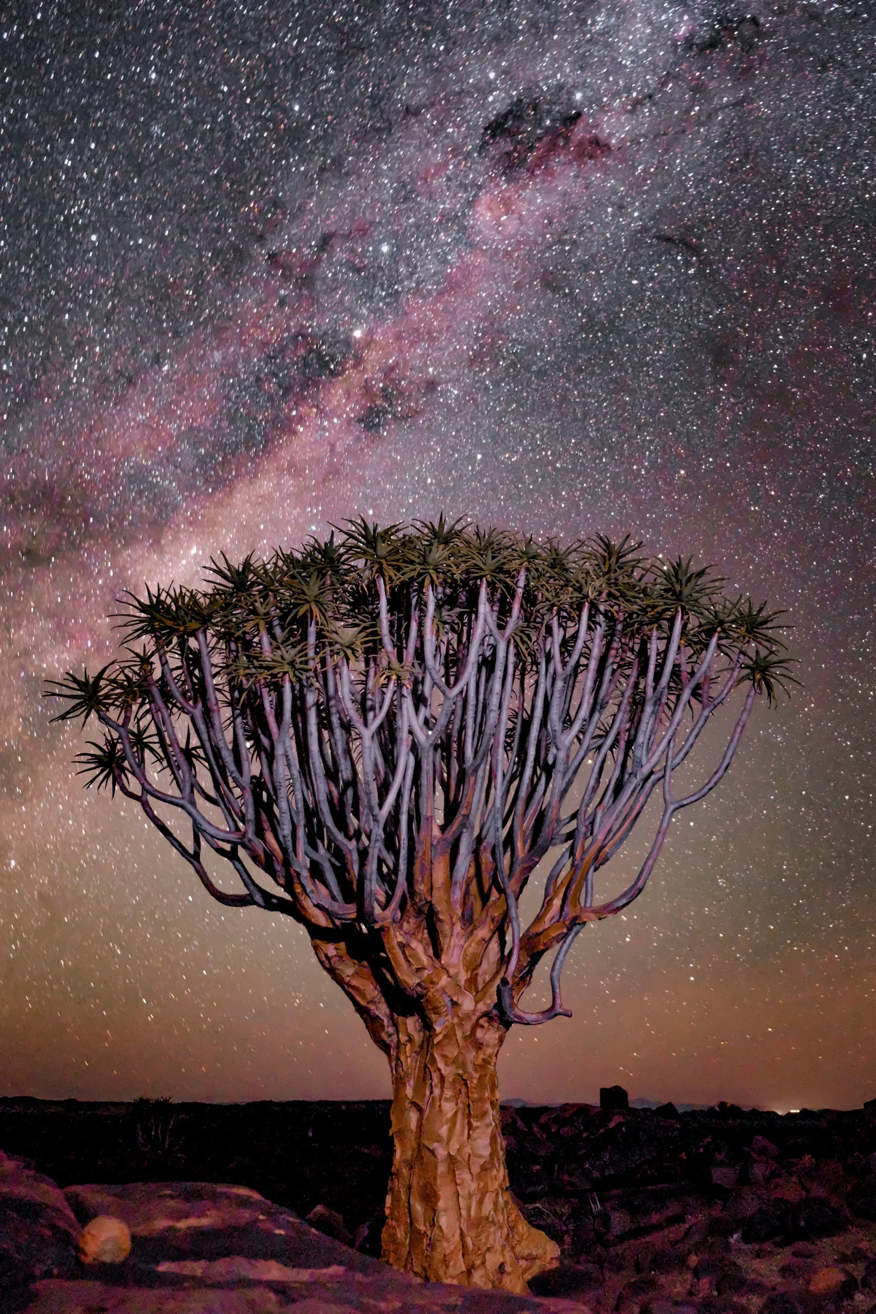 Large quiver tree silhouetted against a vibrant, star-filled night sky in the African desert.