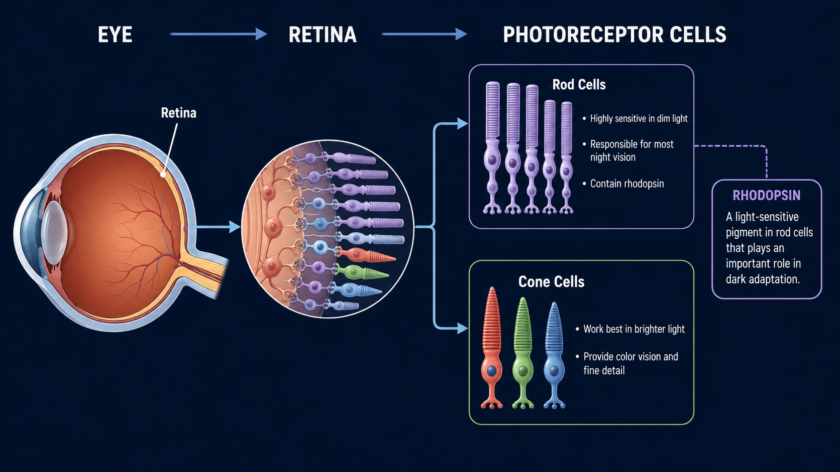 Simplified diagram showing rod cells, cone cells, and rhodopsin in the retina.