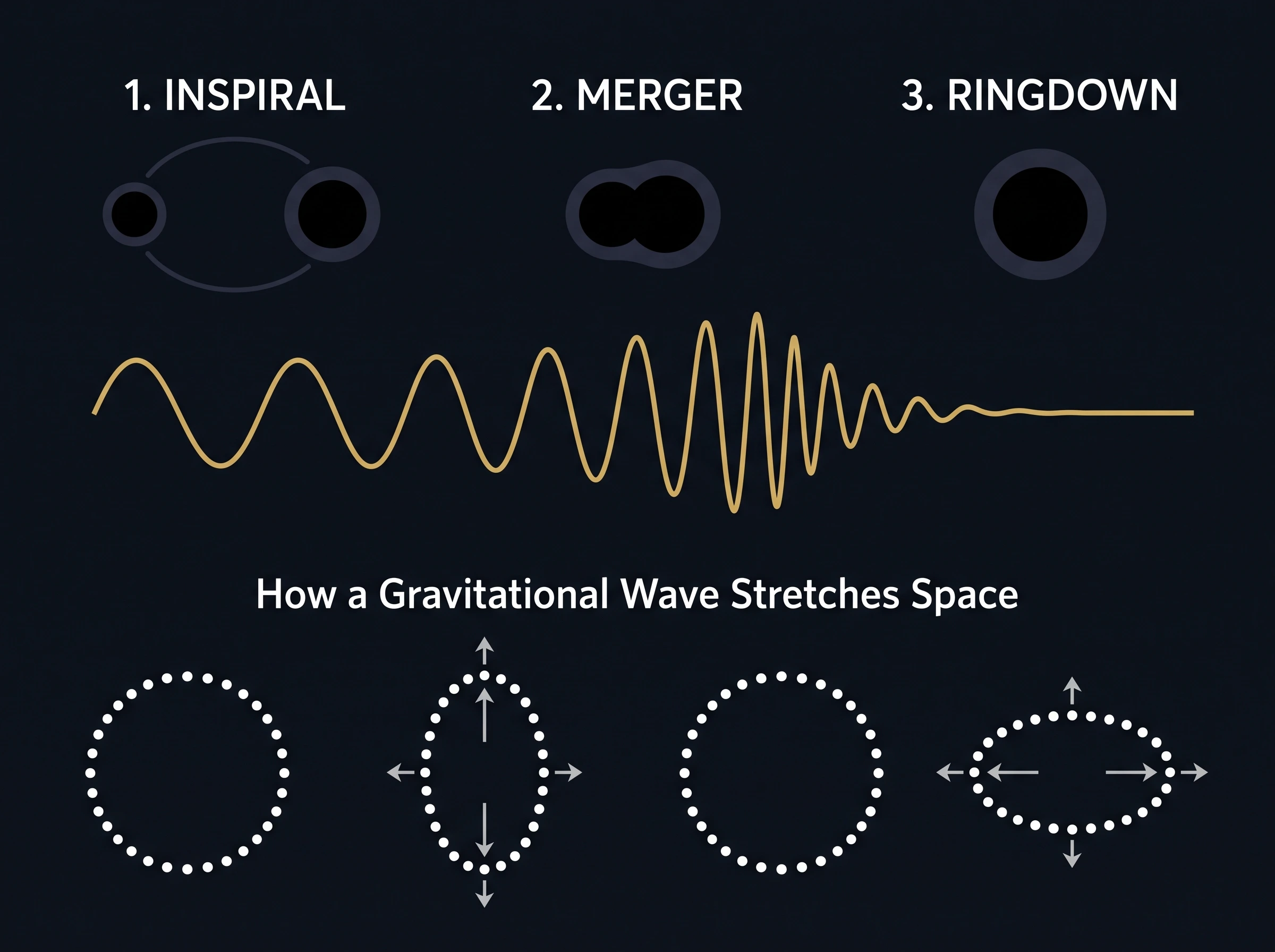 Diagram of what happens when black holes collide, showing the inspiral, merger, and ringdown waveform alongside a ring of dots stretching vertically and horizontally.