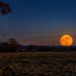 Golden Hunter's Moon rising over an autumn field at dusk.
