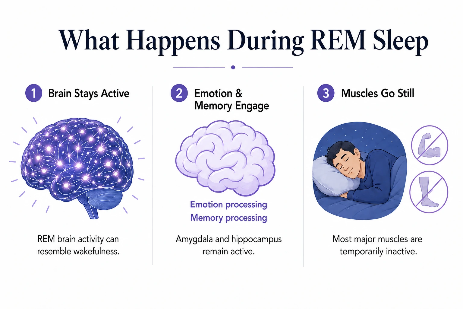Infographic showing brain activity, emotion, memory, and muscle inactivity during REM sleep.