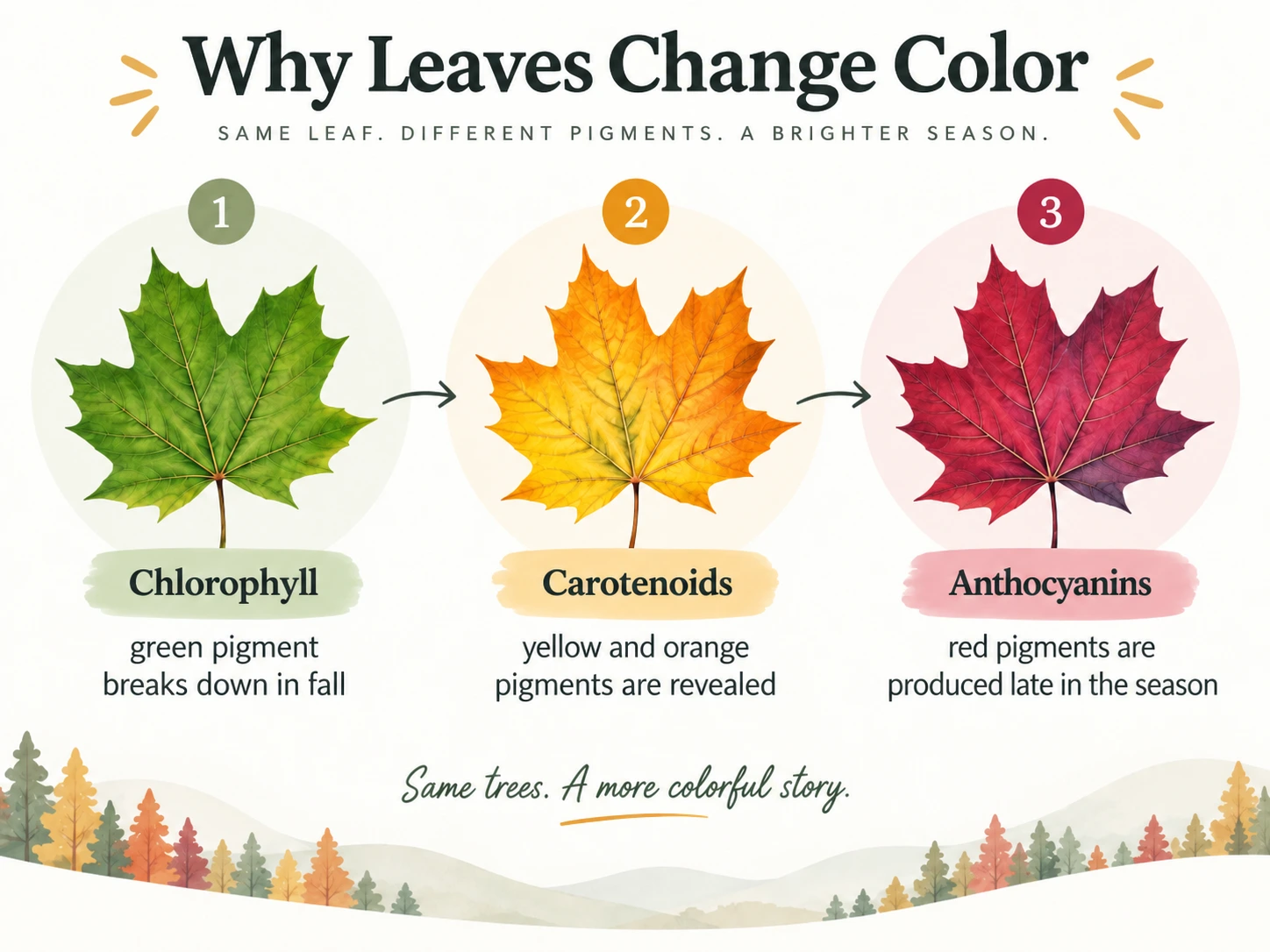 Diagram showing chlorophyll, carotenoids, and anthocyanins responsible for green, yellow, orange, and red fall leaves.