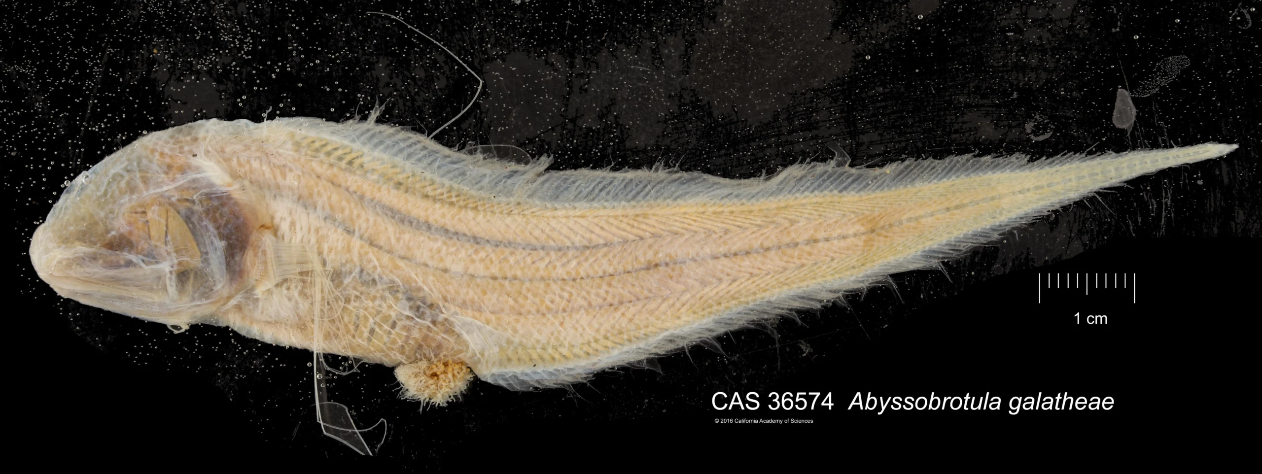 A preserved, translucent specimen of the deep-sea fish Abyssobrotula galatheae, used by researchers to study how deep-sea creatures survive extreme ocean pressure.